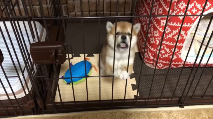 『帰るの遅すぎ！…早くナデナデして』お怒りモードの子犬が甘えん坊になる瞬間に「なんだこのかわいすぎる天使は」(ブログ)