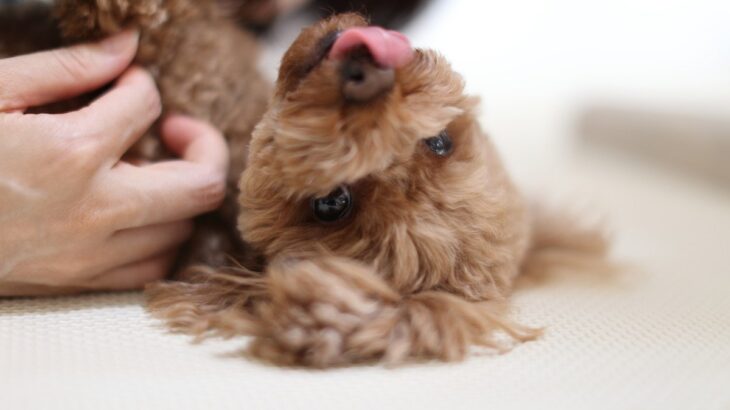 犬が『うっとりした表情』を見せる心理5選！　その理由に「感情を考えるとより愛おしい」「そう思ってくれてたらいいな」(ブログ)
