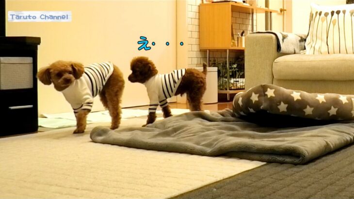 「本当におねーちゃんと弟って感じ」「良いコンビですね」微妙な距離感の先住犬＆新入り犬、お留守番中に垣間見えた絆にほっこり(ブログ)