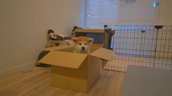 「秋田犬の沼にようこそ」「モフモフにメロメロ」ぬいぐるみ感満載な秋田犬パピーがカワイイ！子犬のお迎えに密着(ブログ)
