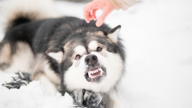 初対面の犬を勝手に触るのは絶対にNG！その理由に「結構リスクがある」「多くの人に知ってほしい」(ブログ)