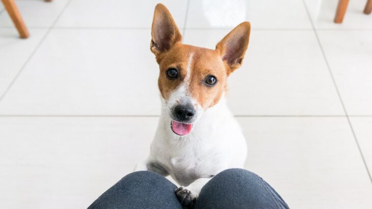 犬が飼い主に『抱っこして♡』とお願いする理由とは？その心理に「小さな子供と一緒だよね」「かわいい♡」(ブログ)