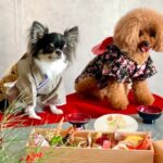 獣医師監修。国産鹿肉と国産野菜を使用した「愛犬用おせち」と「愛犬用お正月ケーキ」が誕生。(ブログ)