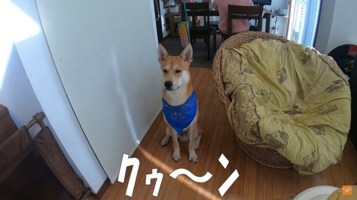 『早く帰って来ないかな…』子どもたちが学校に行ってしまい寂しがる元野犬「温かい家族と出会えて幸せそう」(ブログ)