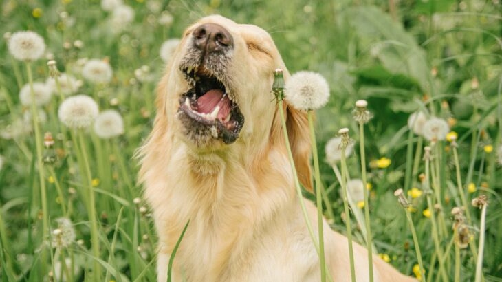 犬の危険な『くしゃみ』3選　放置してはいけない症状と飼い主にできる対処法(ブログ)