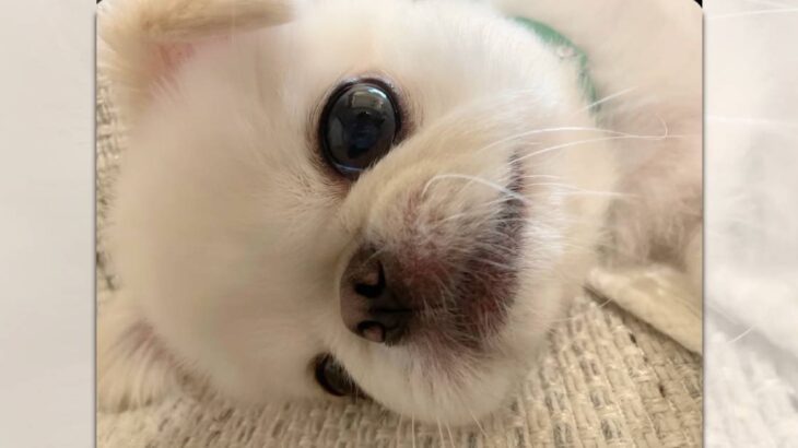「きゃわいい！！」天使過ぎるペキチワさんがSNSで人気！(ブログ)