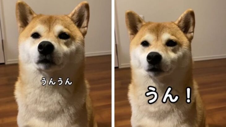 『うん！』お返事する柴犬の人間味が強すぎる「さすが本家」「想像以上の”うん”だった」「こんなにハッキリと…」絶賛の声(ブログ)