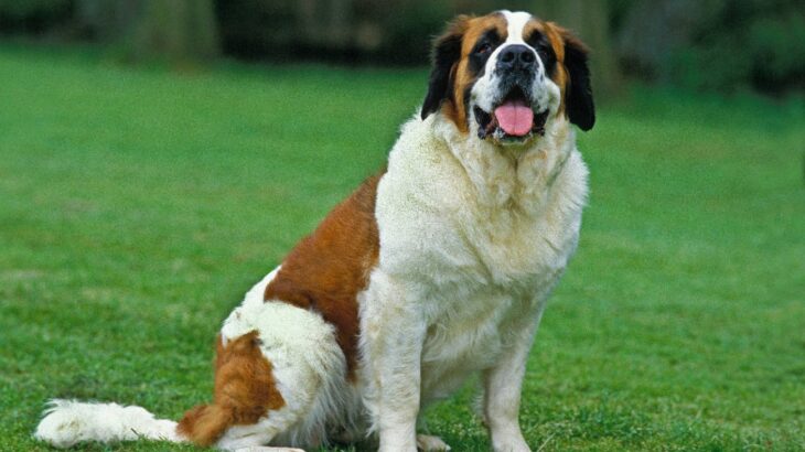超大型犬の骨肉腫の新しい治療方法についての研究(ブログ)