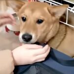 『行かないで！』病院に連れて行かれる後輩犬を守る先住犬に感動　「涙が止まらん」「笑いながら泣いちゃった」の声続出(ブログ)
