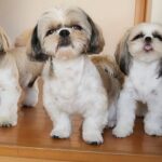 パパが2週間ぶりに退院！3匹のワンコが大喜びで迎える姿に「感動の再会ですね～」「家族愛が伝わってきます」(ブログ)