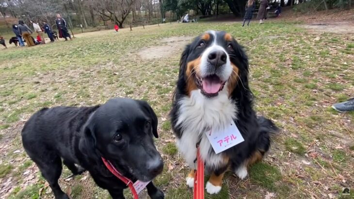 圧倒的モフモフ…！超大型犬が大集合するお祭りイベントにネット民メロメロ「挟まれて寝たい」「愛が爆発しちゃう」(ブログ)