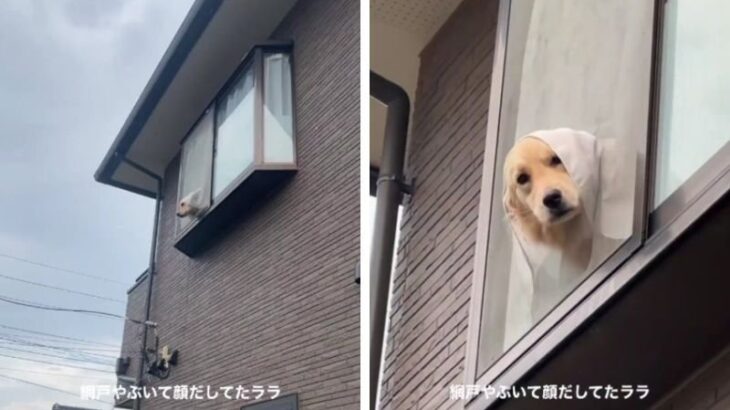 『やあ！主！』網戸をぶち破って顔を出すわんぱく大型犬が無邪気過ぎて爆笑必至「罪悪感もなさそうで笑ったｗ」「可愛すぎて」(ブログ)