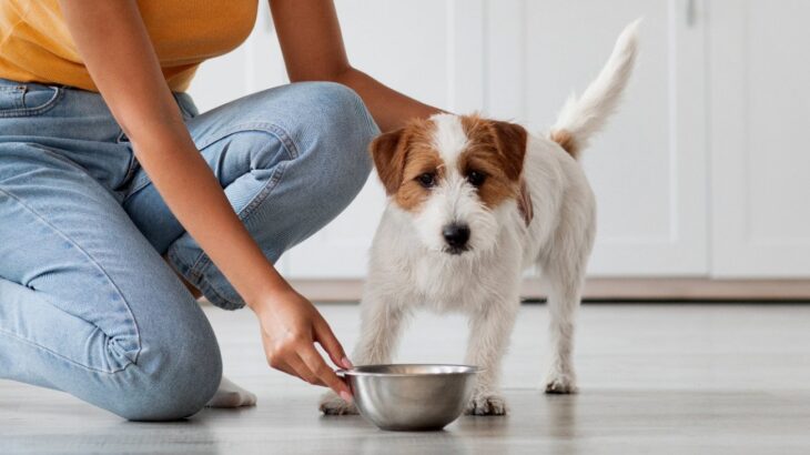犬に絶対してはいけない『ご飯の与え方』6選　NGな理由に「ダメな食材は把握して」「量も大事」(ブログ)