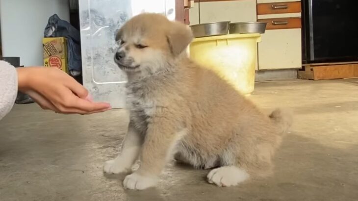 『可愛すぎて言葉が出ない…』よちよち歩く秋田犬の赤ちゃんに「コロコロした感じがたまらん」「動くぬいぐるみ」の声多数(ブログ)