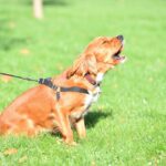 犬が吠えるのを止めさせたい！　３つのコツとその方法に「理由を知ることが大事だね」「納得」(ブログ)