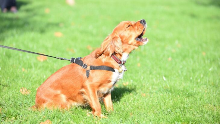 犬が吠えるのを止めさせたい！　３つのコツとその方法に「理由を知ることが大事だね」「納得」(ブログ)