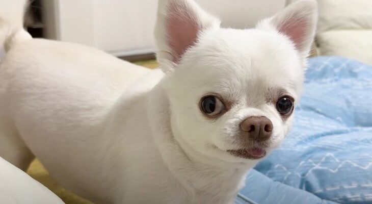 おやつのおねだりを無視する飼い主さんに逆ギレするチワワさん！駄々をこねるチワワさんに「可愛すぎる」「反則」との声続々(ブログ)
