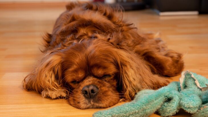 犬が落ち着けない『ダメ環境』4選　リラックスできるお部屋の条件に「変えてみよう」「お迎え前に知りたかった」(ブログ)