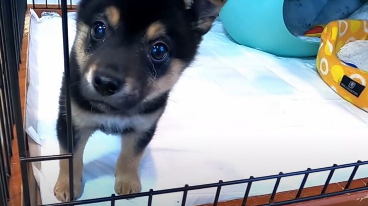 『殺処分寸前』保護された野犬の子犬…怯えながらも少しずつ心を開いていく姿に「泣ける」「助けてくれてありがとう」(ブログ)