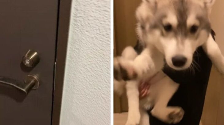 飼い主が『早く帰りたい理由』に共感の声続出！ハスキー子犬の可愛すぎるお出迎えに「激しく同感」「だから仕事頑張れる」(ブログ)