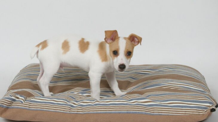 犬が寝る直前にクルクル回る理由とは？　その心理に「毎日見てるけどそういう気持ちだったんだ」(ブログ)