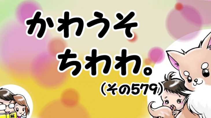 かわうそちわわ。【その579】「多分足りないのは脂肪」(ブログ)