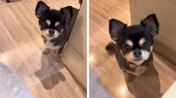 『ママ、泣かないで…』隠れて涙を流す飼い主に寄り添うチワワの姿に号泣必至「そして私も泣いた」「なんてキレイな瞳と心…」(ブログ)