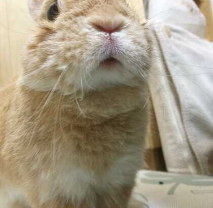 高齢うさぎに多い病気①(ブログ)