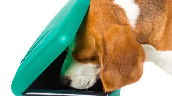 愛犬の『ごみ箱漁り』をやめさせる４つの方法　心理から紐解く解決策や物理的に触れなくする方法も(ブログ)
