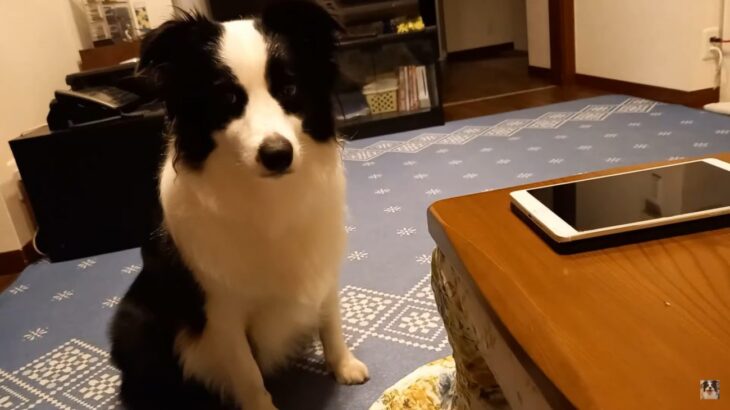 酒の肴は愛犬の笑顔！深夜の晩酌につき合ってくれる心優しいわんこ「可愛い晩酌相手」「お利口さんですな」(ブログ)