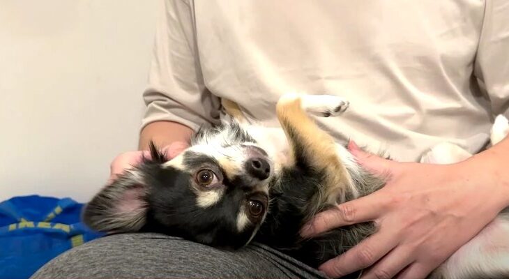 甘えん坊モードのチワワさんが悶絶級の可愛さ♡思う存分飼い主に甘える姿にキュンとする人続出(ブログ)