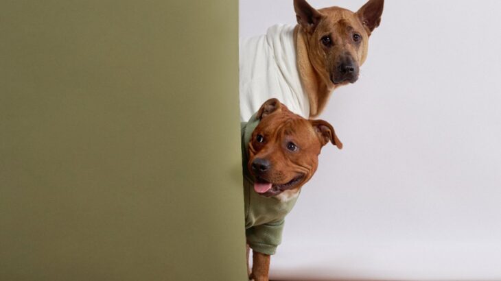『怖がりな犬』5選　主な特徴とビビりを直すために飼い主にできること(ブログ)