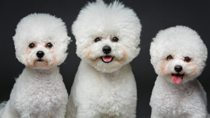 『クルクルの巻き毛』を持つ犬種5選！それぞれの特徴やケアの注意点を解説(ブログ)