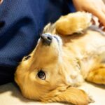 犬が愛情を感じる『飼い主の行動』4選　正しい方法でないと伝わっていないことも？(ブログ)