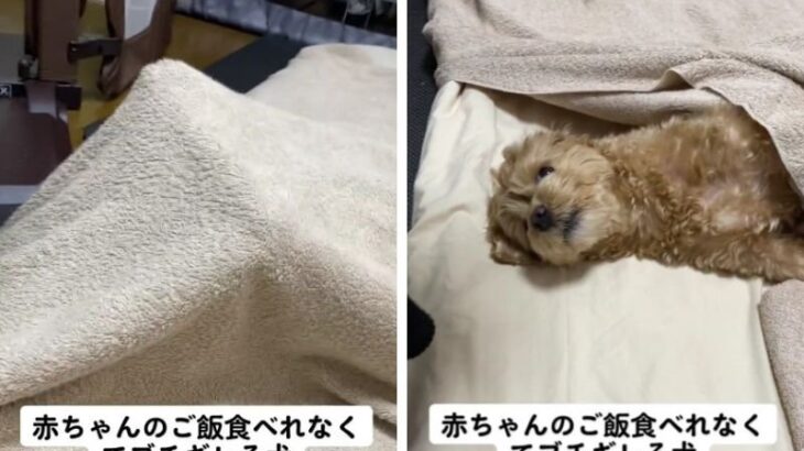 「赤ちゃんには怒らない優し犬」「ちゃんと怒ってて好き」毛布に隠れて全力でふてくされるわんこの猛抗議が可愛すぎると話題に(ブログ)