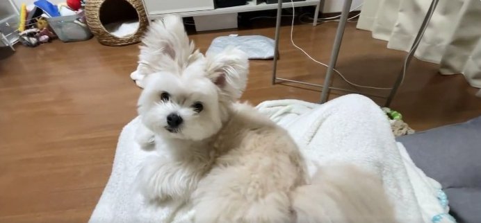 『目が合うだけで…』飼い主への愛情を表現してくれるわんこの姿が尊い「耳の動きたまらん」「撫でるか？って感じ好き」(ブログ)
