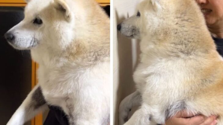 『賢い犬は壁に手をつくらしい』柴犬がとったまさかの行動に「素直な子だ」「安心しきってて可愛い」挑戦の結果が話題(ブログ)