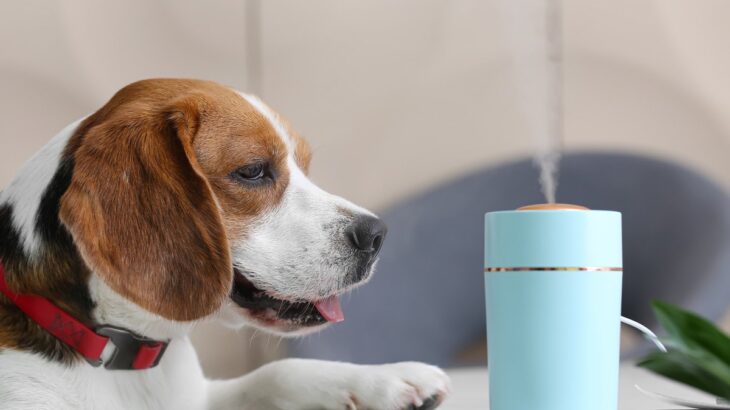 愛犬が過ごす部屋で『加湿器』を使う時の注意点３選　ダメな使い方や快適に過ごしてもらう方法とは？(ブログ)