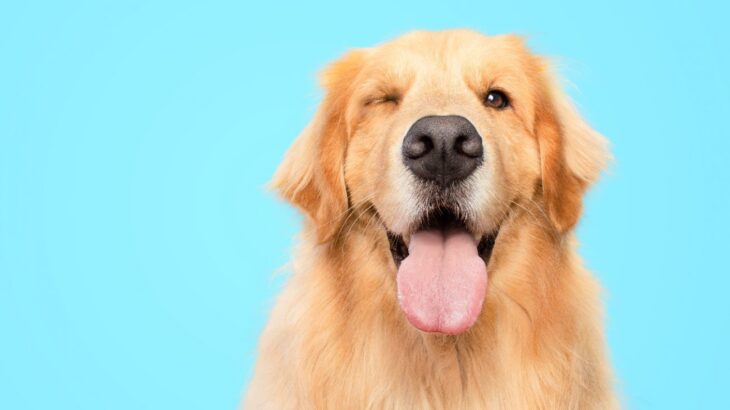 『人懐っこい』と言われる犬種5選　その理由や人のことが大好きになる育て方とは？(ブログ)