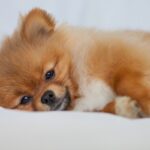 犬が人の目をジッと見つめるのはなぜ？　その心理に「気持ちを理解したい」「関係性にもよるよね」(ブログ)