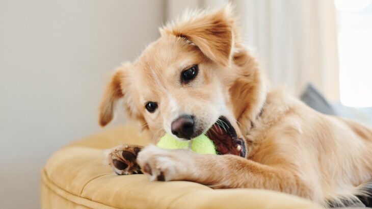 犬から物を奪おうとすれば攻撃されるのは当たり前！問題行動をしているのは人間の方だと気付こう(ブログ)