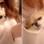 『ドライヤー中も抱っこであやして！』赤ちゃんのようなチワワの兄妹に「とっても甘えん坊なんですね」「可愛さ爆発」(ブログ)