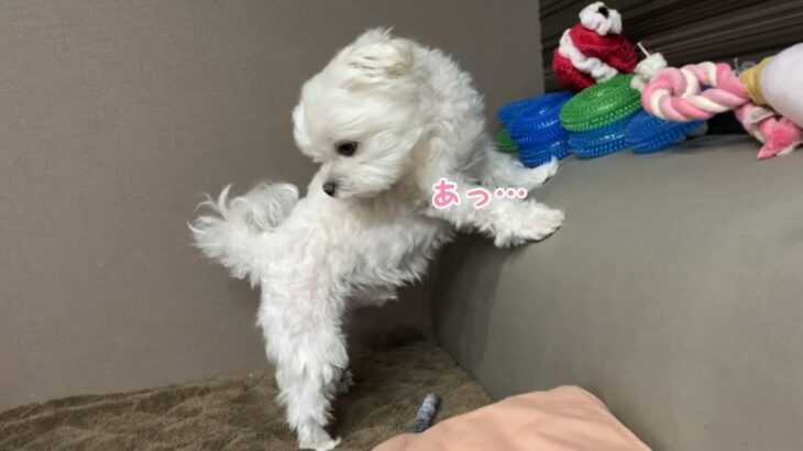 『ボクじゃないもん！』オナラが出てしまい恥ずかしがるワンコが面白いと話題 「放屁さえも可愛い」「誤魔化そうとしてる」(ブログ)