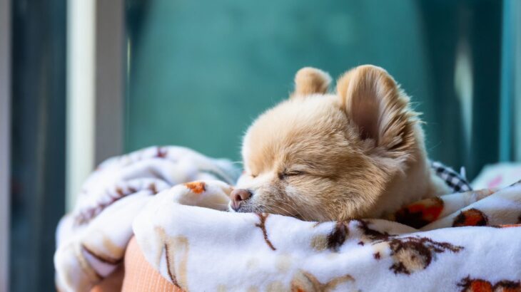 犬の体を温めることで得られる3つのメリット　その効果と注意点に「犬にも温活は有効」「今年の冬は取り入れる」(ブログ)