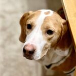 犬が『音』に恐怖を感じる３つの原因と克服する方法　「試してみよう」「原因が分かれば解決するかも」(ブログ)
