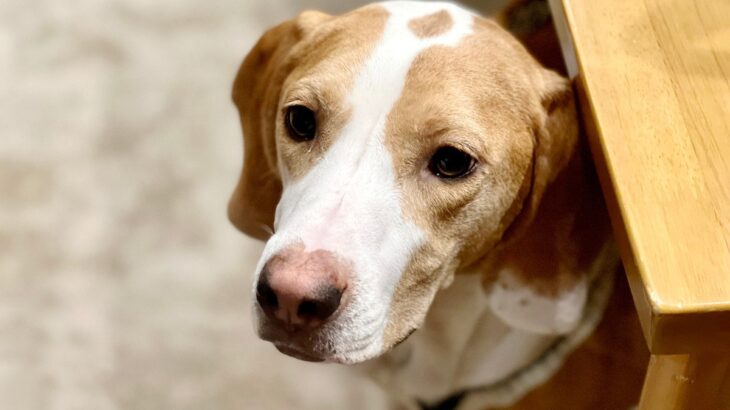 犬が『音』に恐怖を感じる３つの原因と克服する方法　「試してみよう」「原因が分かれば解決するかも」(ブログ)