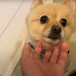 入院していた飼い主の帰宅に大喜びする犬、心配しつつ甘える姿に「泣かせるぜ」「なんて優しい子なんだろう」と感動の声(ブログ)