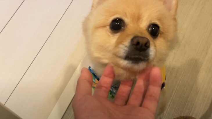 入院していた飼い主の帰宅に大喜びする犬、心配しつつ甘える姿に「泣かせるぜ」「なんて優しい子なんだろう」と感動の声(ブログ)