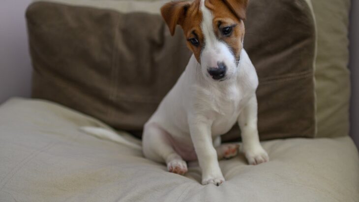 犬を『不幸』にしている飼い主の特徴5つ　絶対やってはいけない行動に「最悪」「犬を飼う資格ない」(ブログ)