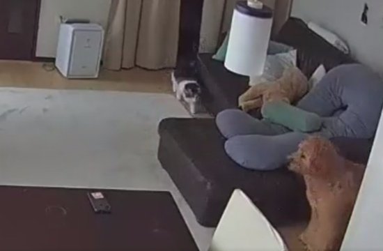 猫に翻弄されてしまう大型犬！？ペットカメラが捉えた可愛すぎる光景に「翻弄されてて笑った」「仲良し過ぎてニヤける」(ブログ)